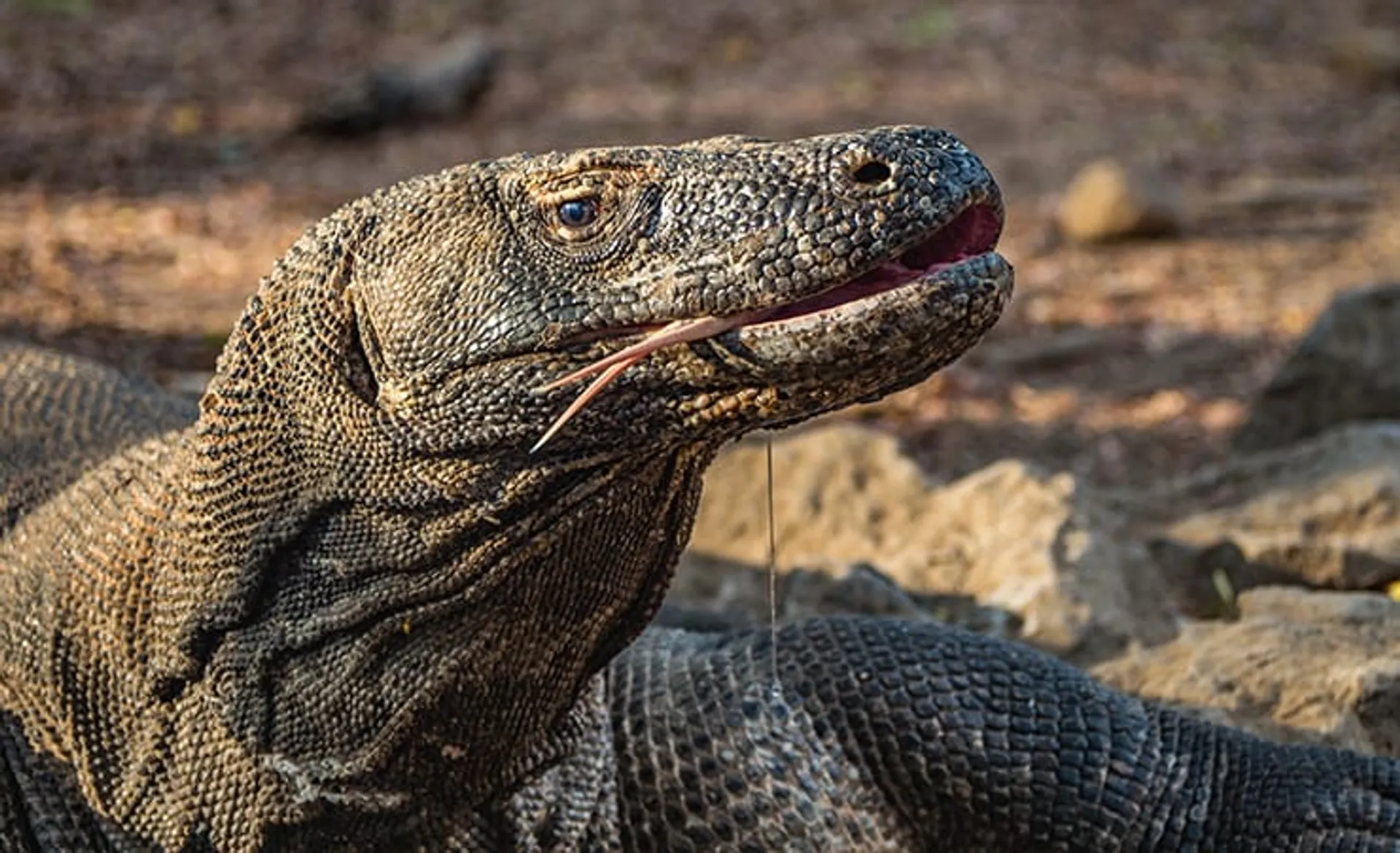 komodo-dragon