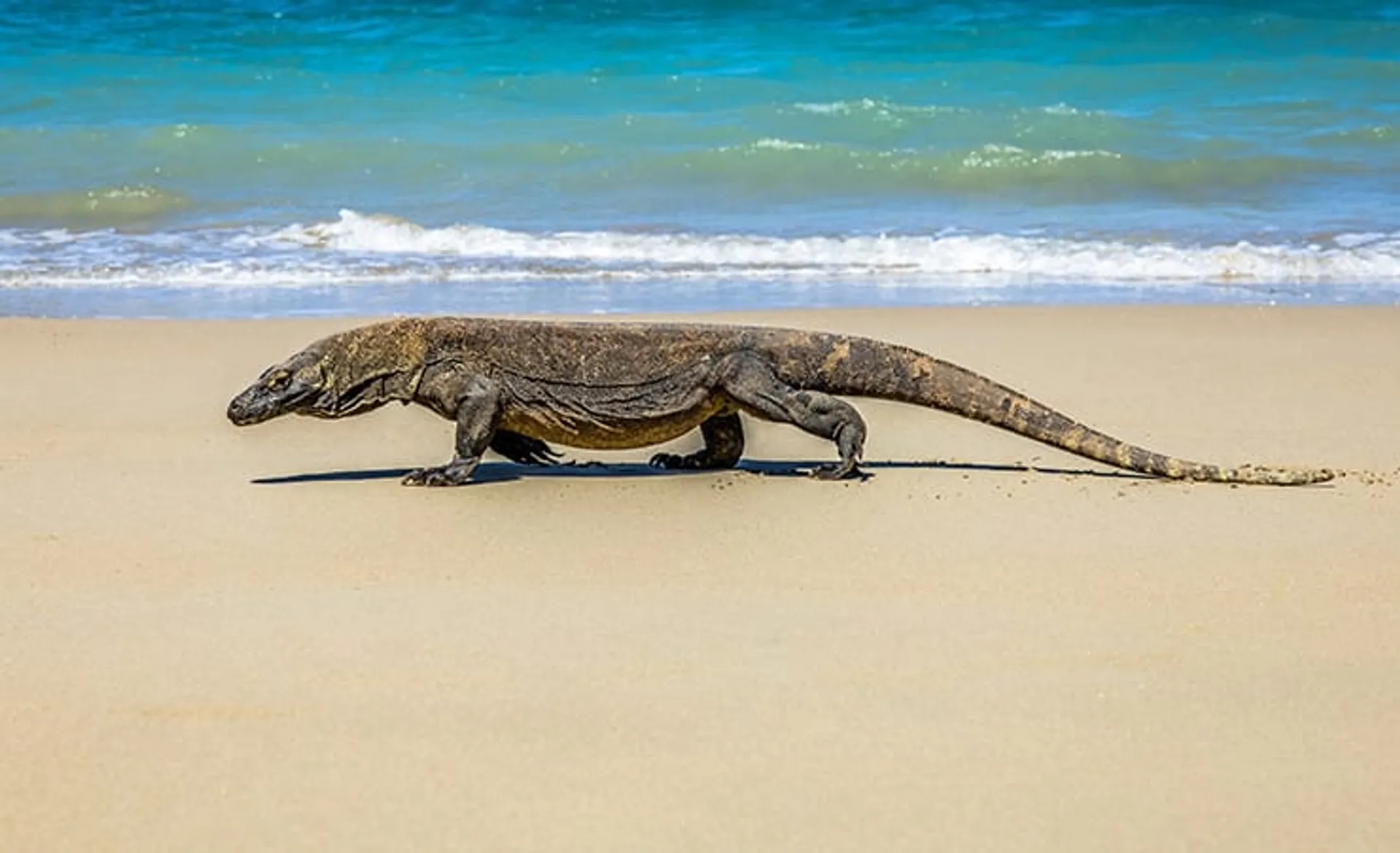 komodo-national-park