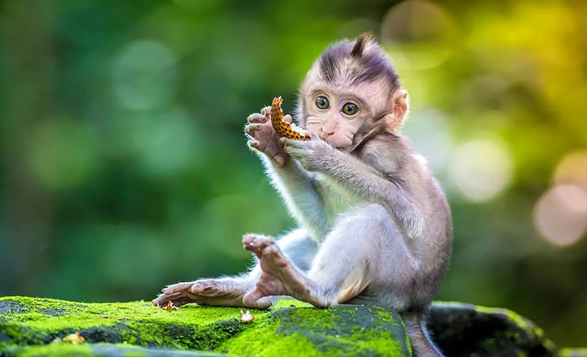 monkey-forest-ubud
