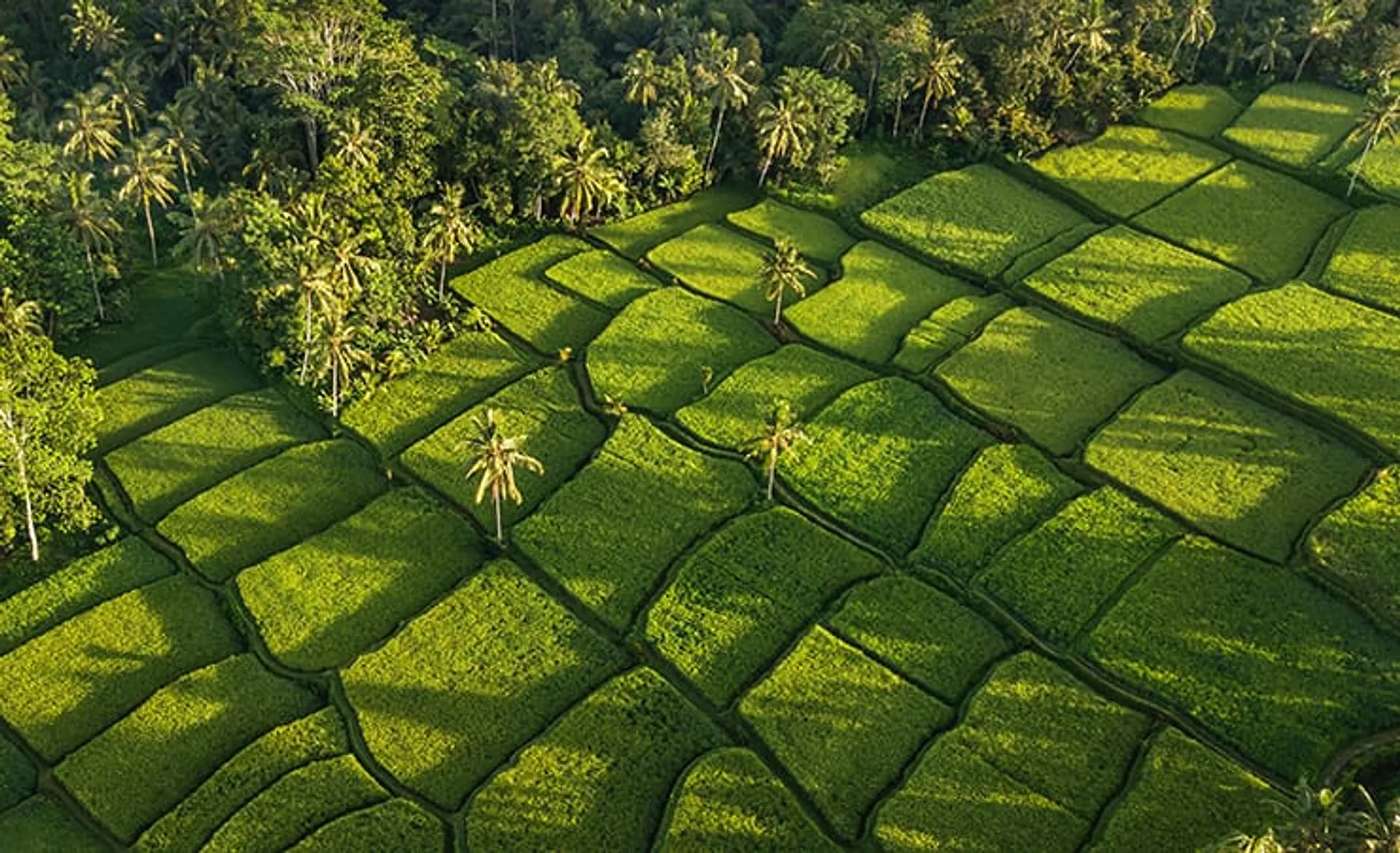 rice-terraces-ubud