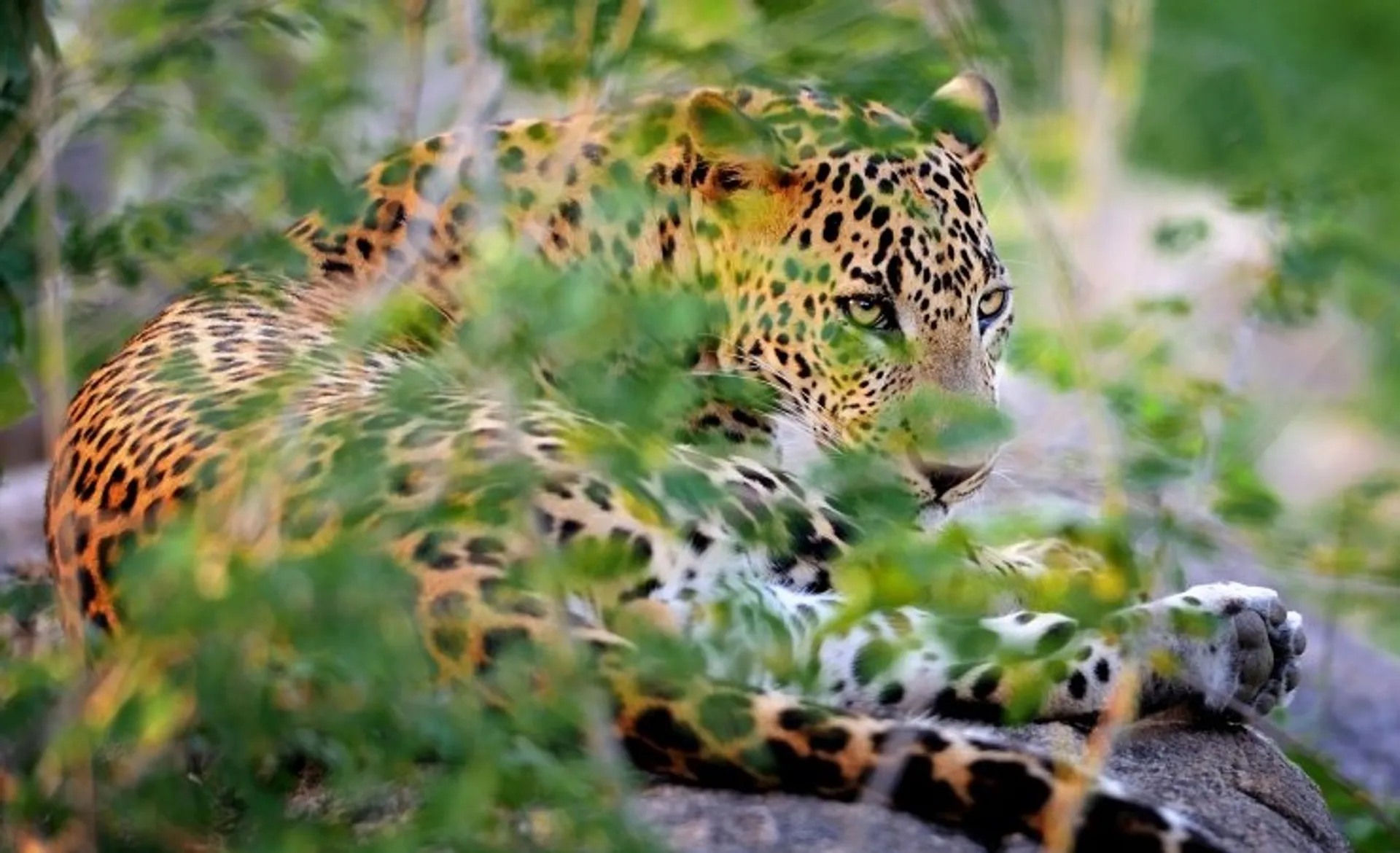 Leopard Yala National Park