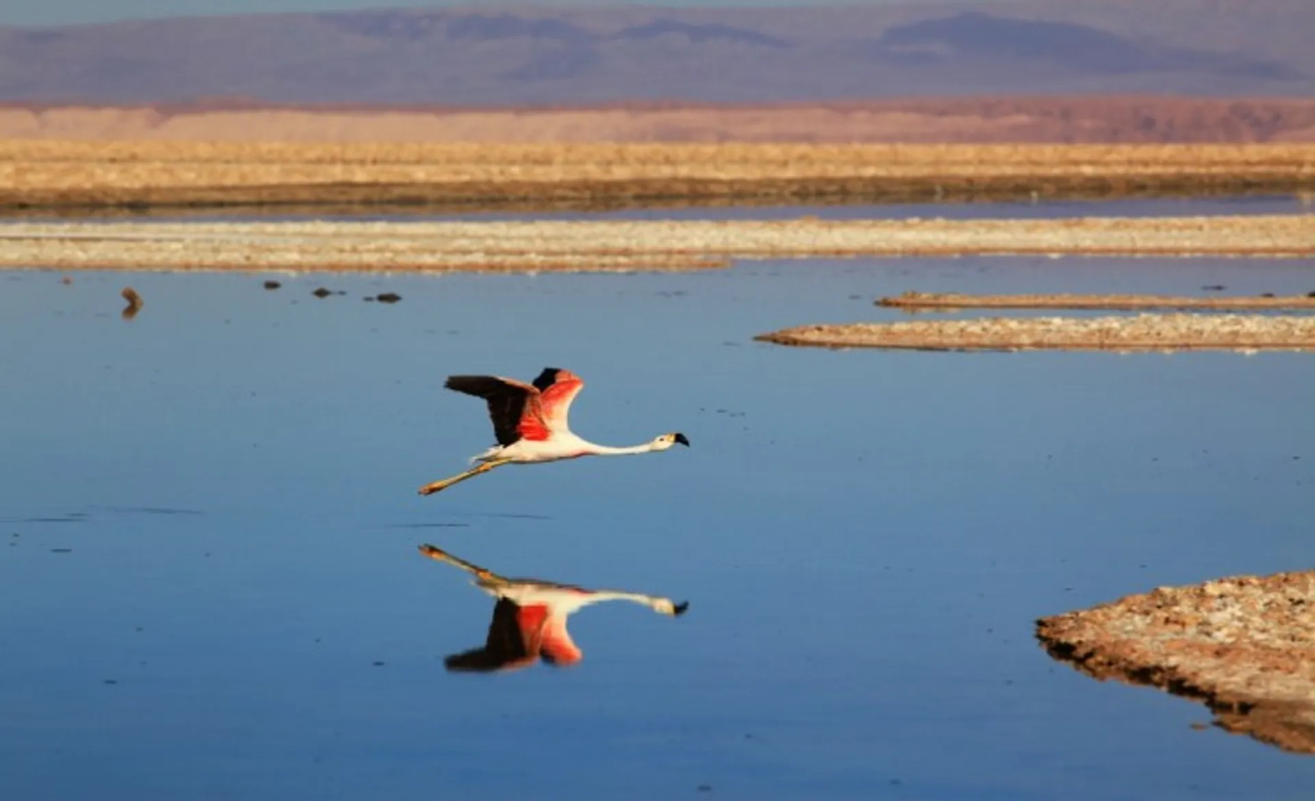 Pink Flamingo Over Salar De Atacama