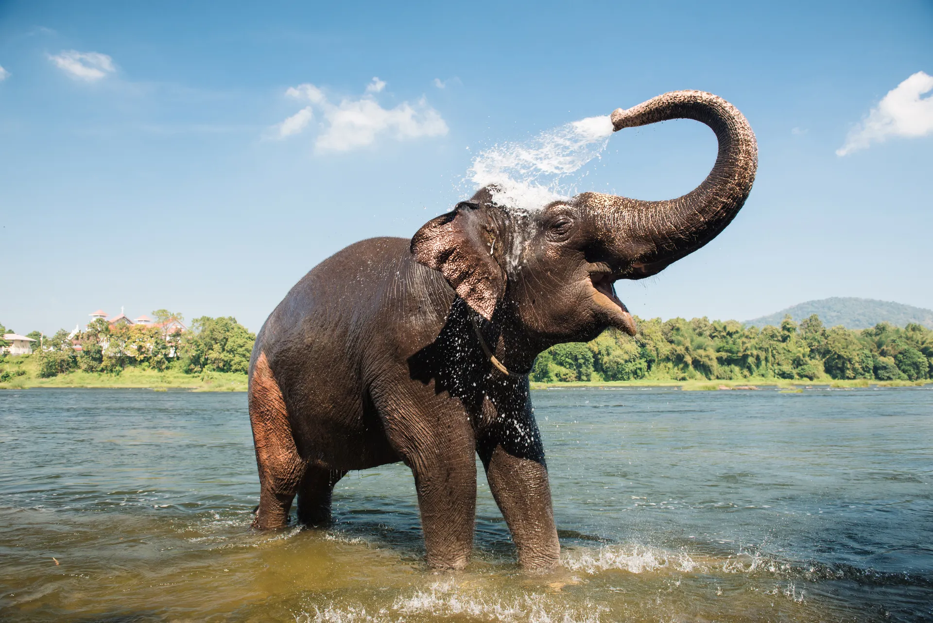 Elephant - Treasures of Kerala 51102069_l.jpg