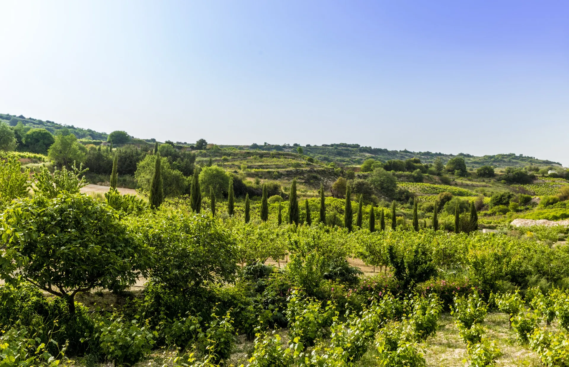 Omodos Vine Yard 105697204_m.jpg