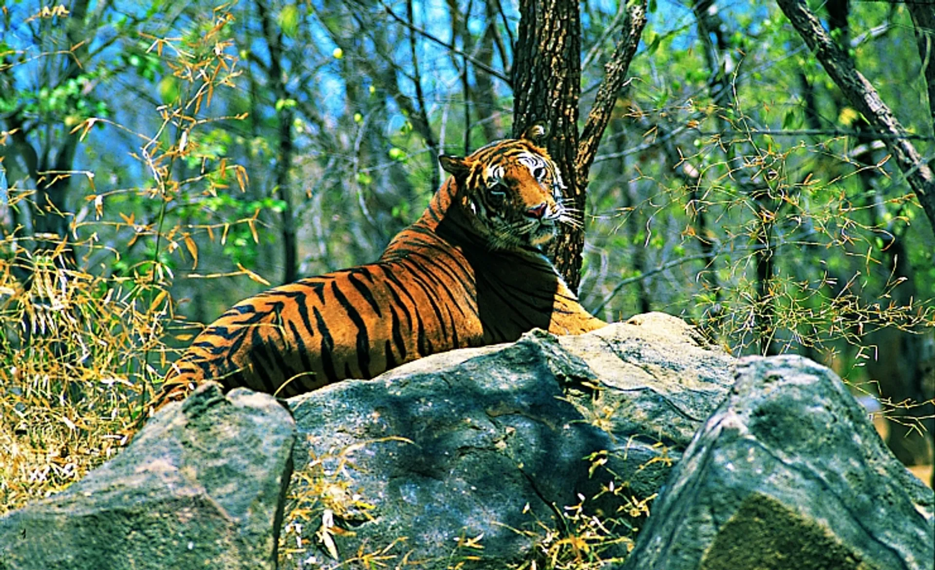 Bengal Tiger