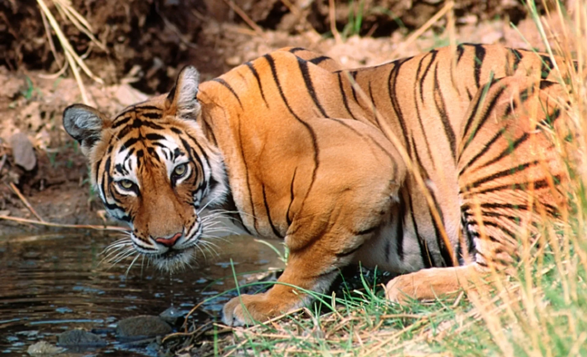 Crouching Tiger