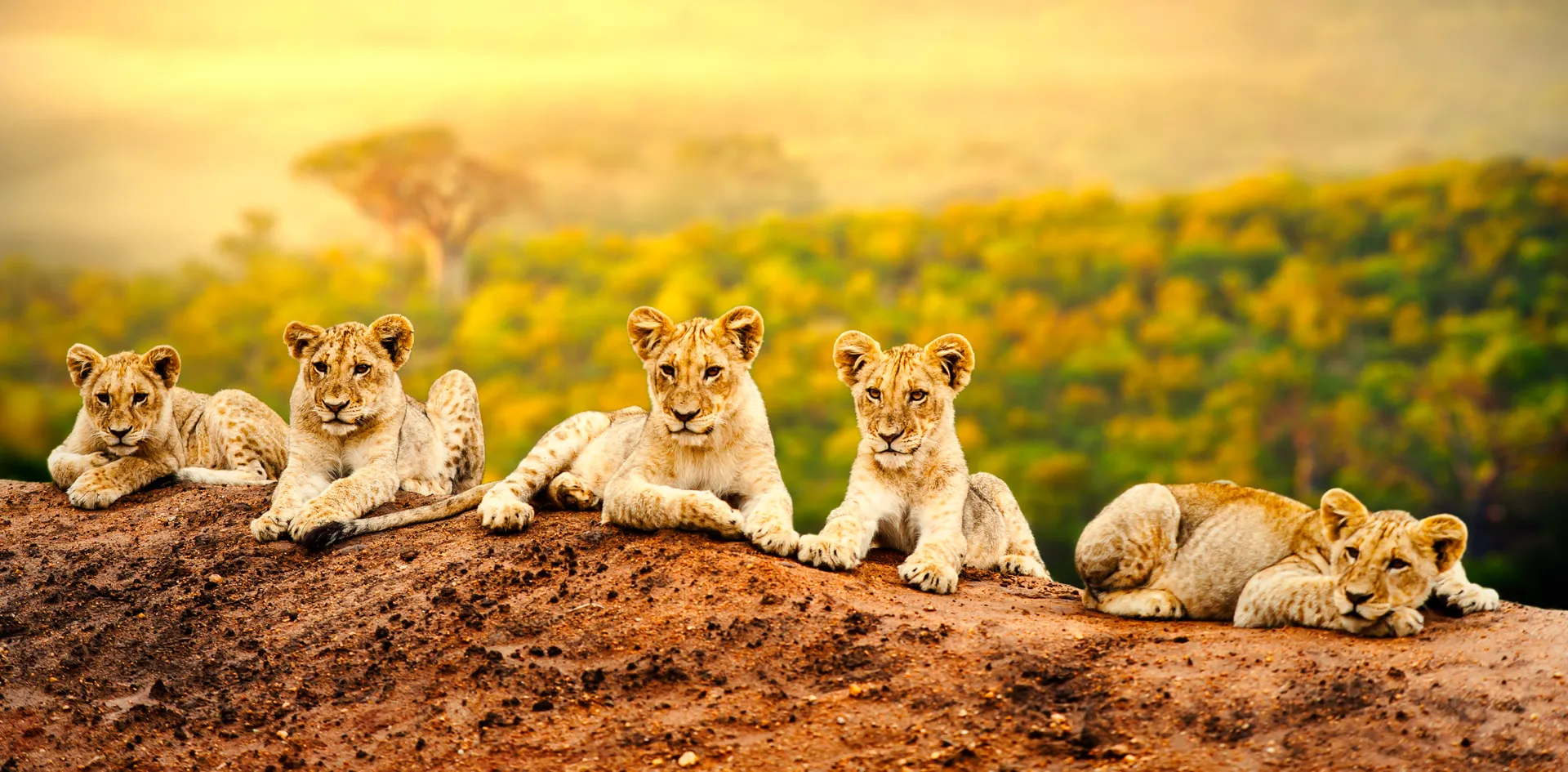 Tanzania Safari - Tanzania Tours | Mercury Holidays